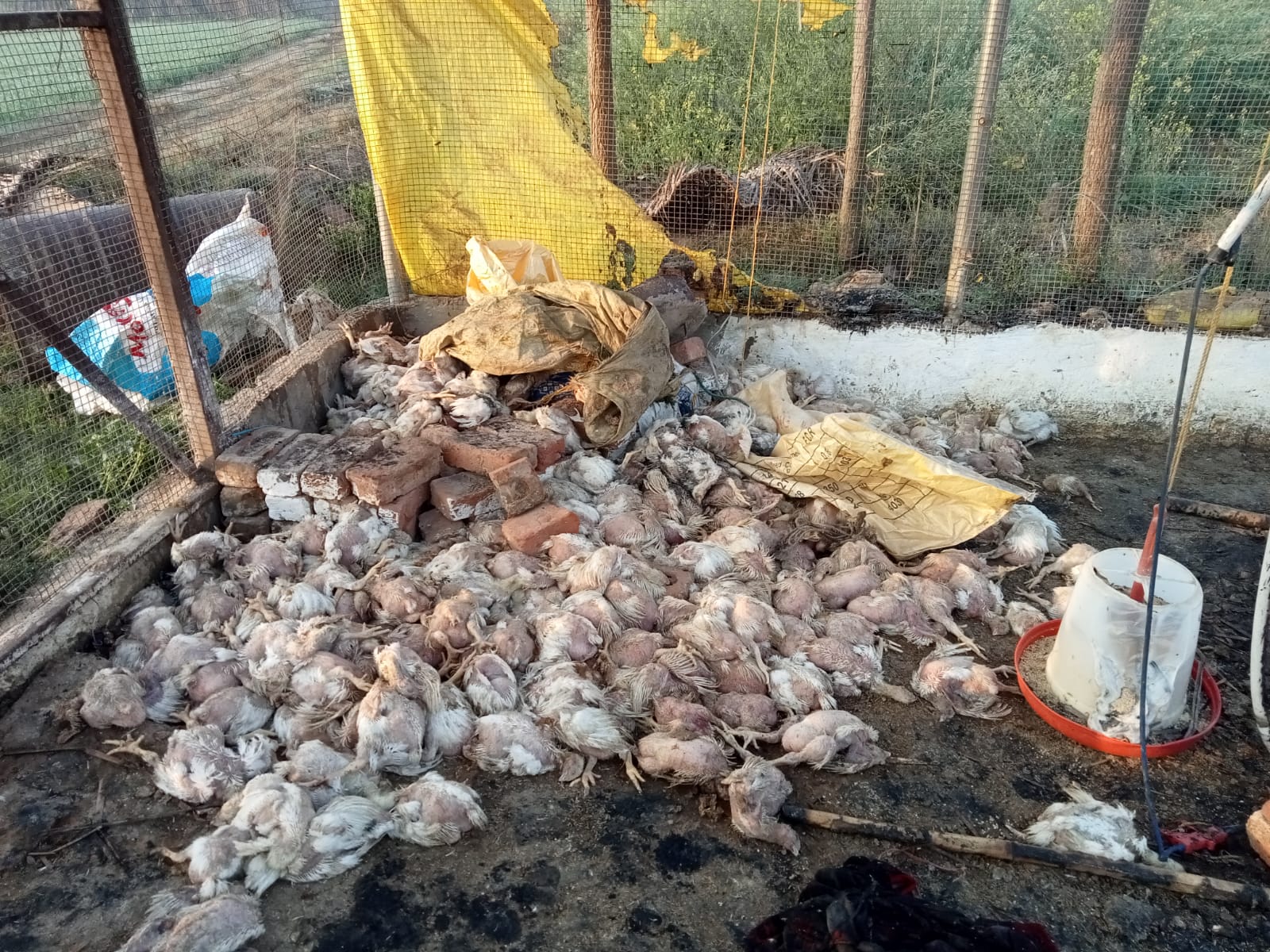 संदिग्ध परिस्थितियों में पोल्ट्री फॉर्म में लगी भीषण आग, 5000 मुर्गे जिंदाजलें