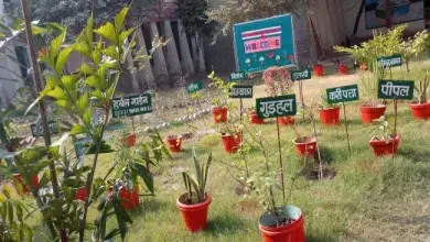 लापरवाही के चलते औषधीय पौधे सूखने से हर्बल गार्डन की रौनक हुई कम