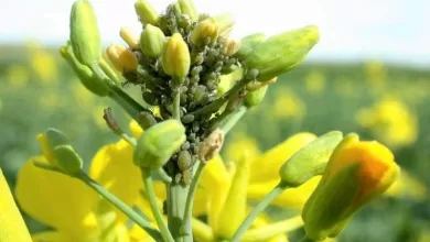 कोहरे के कारण सरसों में माहू लगने का डर सता रहा किसानों को