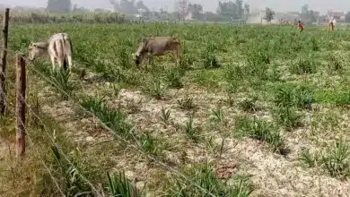 फसल की जुताई को लेकर किसानों और अमरोहा प्रशासन अधिकारियों के बीच हुई जमकर नोंकझोंक