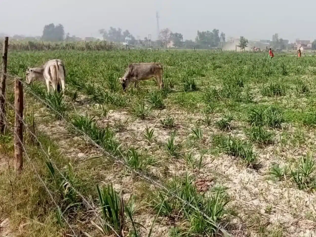 फसल की जुताई को लेकर किसानों और अमरोहा प्रशासन अधिकारियों के बीच हुई जमकर नोंकझोंक