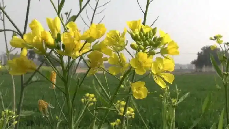 एमएसपी से कम रेटों में सरसों की खरीद पर किसानों ने दिया धरना