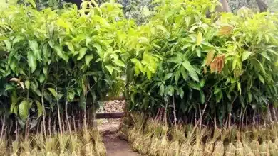 जनपद में 12 लाख पौधे रोपित करने का लक्ष्य निर्धारित
