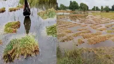 बेमौसम बारिश व आंधी से किसानों का हुआ नुकसान