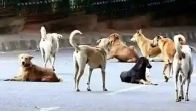 शहर में आवारा कुत्तों का आतंक जारी, बुजुर्ग को किया घायल