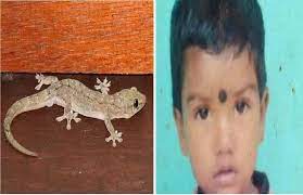 lizard se mout