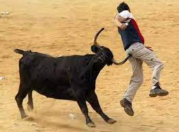 bull attack