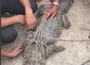 crocodile