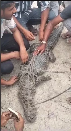 crocodile