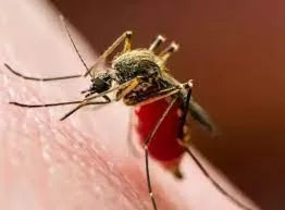 dengue